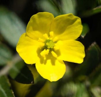 Tribulus Terrestris